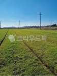 필드, 농장, 봄, 목장, 자연, 사진,이미지,일러스트,캘리그라피 - sailon작가 크라우드픽 - 저작권 걱정 없는 상업용 이미지