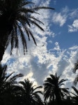 summer, 여름, palmtree, 야자수, sky, 사진,이미지,일러스트,캘리그라피 - hyuck981007작가 크라우드픽 - 저작권 걱정 없는 상업용 이미지