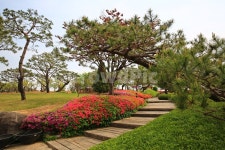 경기, 안성, 서일농원, tree, 나무, 사진,이미지,일러스트,캘리그라피 - 영산공작가 크라우드픽 - 저작권 걱정 없는 상업용 이미지