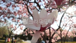 flower, 꽃, 식물, plant, 봄, 사진,이미지,일러스트,캘리그라피 - 윤하잉작가 크라우드픽 - 저작권 걱정 없는 상업용 이미지