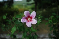 무궁화, 꽃, 무궁화꽃, 무궁, 꽃나무, 사진,이미지,일러스트,캘리그라피 - 솔봉이삼촌작가 크라우드픽 - 저작권 걱정 없는 상업용 이미지