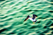 통영, 갈매기, 바다, 바다갈매기, 통영정량동, 사진,이미지,일러스트,캘리그라피 - lwb2227작가 크라우드픽 - 저작권 걱정 없는 상업용 이미지