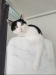 고양이, 코리안숏헤어, 바둑이, 에어컨, 쉬는양이, 사진,이미지,일러스트,캘리그라피 - pedrobychino작가 크라우드픽 - 저작권 걱정 없는... 
