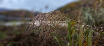 갈대, 자연, 산, 가을, 옥외, 사진,이미지,일러스트,캘리그라피 - h_h0104작가 크라우드픽 - 저작권 걱정 없는 상업용 이미지