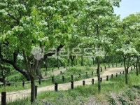 tree, vegetation, 초목, 이팝나무, 길, 사진,이미지,일러스트,캘리그라피 - 명훈작가 크라우드픽 - 저작권 걱정 없는 상업용 이미지