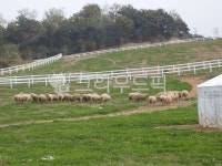 farm, nature, 자연, pasture, 목장, 사진,이미지,일러스트,캘리그라피 - mjongin72작가 크라우드픽 - 저작권 걱정 없는 상업용 이미지