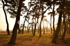 treetrunk, 나무줄기, plant, 식물, tree, 사진,이미지,일러스트,캘리그라피 - 영산공작가 크라우드픽 - 저작권 걱정 없는 상업용 이미지