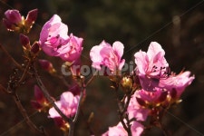 plant, 식물, 진달래, 봄, 꽃, 사진,이미지,일러스트,캘리그라피 - raonsun작가 크라우드픽 - 저작권 걱정 없는 상업용 이미지