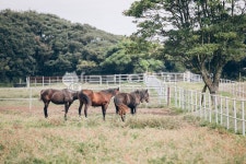 나무, 제주, 제주도, rural, 농장, 사진,이미지,일러스트,캘리그라피 - JackyPhoto작가 크라우드픽 - 저작권 걱정 없는 상업용 이미지