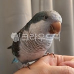 앵무새, 새, 동물, animal, bird, 사진,이미지,일러스트,캘리그라피 - 블루퀘이커작가 크라우드픽 - 저작권 걱정 없는 상업용 이미지