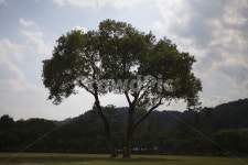 대청호반생태공원, 나무, 풍경, 맑은날, 구름, 사진,이미지,일러스트,캘리그라피 - awesomekki작가 크라우드픽 - 저작권 걱정 없는 상업용 이미지