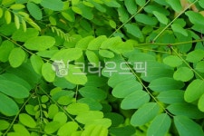 아카시아, 아카시아잎, acacia, leaf, 잎, 사진,이미지,일러스트,캘리그라피 - morning12작가 크라우드픽 - 저작권 걱정 없는 상업용 이미지