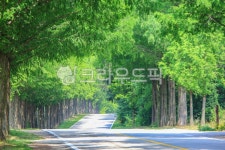 모래재, 도로, 메타세콰이어, 메타세쿼이아, 가로수, 사진,이미지,일러스트,캘리그라피 - 휴먼노트작가 크라우드픽 - 저작권 걱정 없는 상업용 이미지