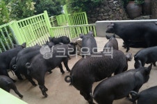 동물, pig, 돼지, 제주, 흑돼지, 사진,이미지,일러스트,캘리그라피 - 실비아작가 크라우드픽 - 저작권 걱정 없는 상업용 이미지