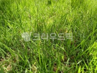 초록, green, 잔디, grass, 땅, 사진,이미지,일러스트,캘리그라피 - joyfulharu작가 크라우드픽 - 저작권 걱정 없는 상업용 이미지