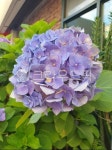 flower, 꽃, 수국, 보라, purple, 사진,이미지,일러스트,캘리그라피 - abcdefg_1작가 크라우드픽 - 저작권 걱정 없는 상업용 이미지