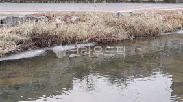 자연, 도림천, 새, 옥외, 청동오리, 사진,이미지,일러스트,캘리그라피 - 한종작가 크라우드픽 - 저작권 걱정 없는 상업용 이미지