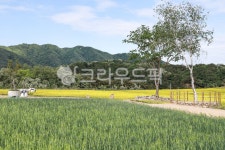 메밀꽃, 강원도, 메밀밭, 강원도메밀밭, 꽃, 사진,이미지,일러스트,캘리그라피 - 달이마미작가 크라우드픽 - 저작권 걱정 없는 상업용 이미지