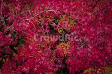 leaf, 잎, plant, 식물, tree, 사진,이미지,일러스트,캘리그라피 - Ndlsgk89작가 크라우드픽 - 저작권 걱정 없는 상업용 이미지