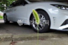 강아지풀, 개꼬리풀, 구미초, greenbristlegrass, 벼과, 사진,이미지,일러스트,캘리그라피 - hys작가 크라우드픽 - 저작권 걱정 없는 상업용... 