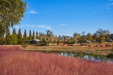 순천만국가정원, 풍경, 순천만정원, 순천, 핑크뮬리, 사진,이미지,일러스트,캘리그라피 - walk2wind작가 크라우드픽 - 저작권 걱정 없는 상업용... 