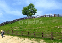 대관령목장, 산, 여름산, 양떼목장, 능선, 사진,이미지,일러스트,캘리그라피 - 콘소메팝콘작가 크라우드픽 - 저작권 걱정 없는 상업용 이미지