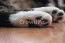 고양이, 발바닥, 냐옹이, 젤리, 반려묘, 사진,이미지,일러스트,캘리그라피 - 흰여울작가 크라우드픽 - 저작권 걱정 없는 상업용 이미지