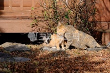 고양이, cat, 반려동물, 냥이, 애완동물, 사진,이미지,일러스트,캘리그라피 - 돌하르냥작가 크라우드픽 - 저작권 걱정 없는 상업용 이미지