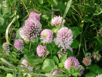 붉은토끼풀, 홍삼엽, 레드클로버, 콩과, redclover, 사진,이미지,일러스트,캘리그라피 - 제이가온작가 크라우드픽 - 저작권 걱정 없는 상업용... 