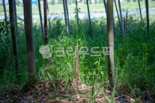섬진강대숲길, 대나무, bamboo, 식물, plant, 사진,이미지,일러스트,캘리그라피 - 막강철다리작가 크라우드픽 - 저작권 걱정 없는 상업용 이미지