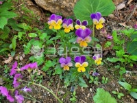purple, 보라, flower, 꽃, 정원, 사진,이미지,일러스트,캘리그라피 - 들꽃사랑작가 크라우드픽 - 저작권 걱정 없는 상업용 이미지