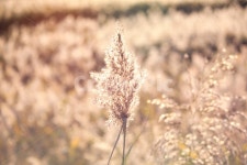 자연, 풍경, 갈대, 갈대밭, 식물, 사진,이미지,일러스트,캘리그라피 - K작가 크라우드픽 - 저작권 걱정 없는 상업용 이미지