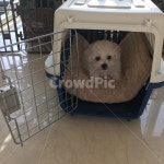 비숑프리제, 비숑, 애기강아지, 강아지, 반려견, 사진,이미지,일러스트,캘리그라피 - Eloise작가 크라우드픽 - 저작권 걱정 없는 상업용 이미지