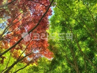 단풍, 숲, 자연, 나무, nature, 사진,이미지,일러스트,캘리그라피 - 영수길작가 크라우드픽 - 저작권 걱정 없는 상업용 이미지