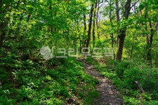 등산로, 산책로, 산길, 숲길, 환경, 사진,이미지,일러스트,캘리그라피 - space작가 크라우드픽 - 저작권 걱정 없는 상업용 이미지