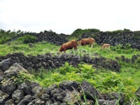 제주, 올레19코스, 올레길, 조천농로, 돌담, 사진,이미지,일러스트,캘리그라피 - Deep bLUE작가 크라우드픽 - 저작권 걱정 없는 상업용 이미지