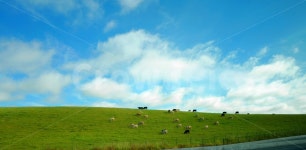 축산, 초원, 소, 언덕, 방목, 사진,이미지,일러스트,캘리그라피 - 매력덩어리연서작가 크라우드픽 - 저작권 걱정 없는 상업용 이미지