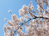 벚꽃, 하늘, 꽃, 봄, 봄꽃, 사진,이미지,일러스트,캘리그라피 - 잔별작가 크라우드픽 - 저작권 걱정 없는 상업용 이미지