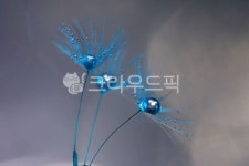 물방울, 민들레홀씨, waterdrop, water, 물, 사진,이미지,일러스트,캘리그라피 - U Kwae Han작가 크라우드픽 - 저작권 걱정 없는 상업용... 