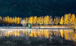 안개, 저수지, 은행나무, 은행나무단풍, 단풍나무숲, 사진,이미지,일러스트,캘리그라피 - 조하운해작가 크라우드픽 - 저작권 걱정 없는 상업용 이미지