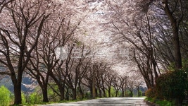 벚꽃, 벚꽃길, 벚나무길, 봄꽃, 시골길, 사진,이미지,일러스트,캘리그라피 - BUSAN OPPA작가 크라우드픽 - 저작권 걱정 없는 상업용 이미지