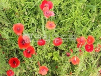 양귀비꽃, 물의정원, flower, 꽃, blossom, 사진,이미지,일러스트,캘리그라피 - MacYoo작가 크라우드픽 - 저작권 걱정 없는 상업용 이미지