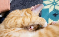 고양이, 치즈태비, 코숏, 코리안숏헤어, 눈부신고양이, 사진,이미지,일러스트,캘리그라피 - 김최지원작가 크라우드픽 - 저작권 걱정 없는 상업용... 