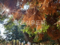 빛, 단풍, maple, 나무, tree, 사진,이미지,일러스트,캘리그라피 - 모이주는여자작가 크라우드픽 - 저작권 걱정 없는 상업용 이미지