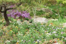 화단, 조경, 공원, 자연, 옥외, 사진,이미지,일러스트,캘리그라피 - 韓남자작가 크라우드픽 - 저작권 걱정 없는 상업용 이미지