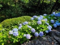 수국, 나무, 정원, 길, 꽃, 사진,이미지,일러스트,캘리그라피 - Nmp3haze작가 크라우드픽 - 저작권 걱정 없는 상업용 이미지