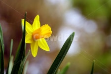 수선화, 한국자연, 꽃, 꽃사진, 플라워, 사진,이미지,일러스트,캘리그라피 - 드래곤볼작가 크라우드픽 - 저작권 걱정 없는 상업용 이미지