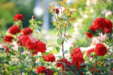 순천만국가정원1호, 테마공원, 자연생태공원, 자연, 옥외, 사진,이미지,일러스트,캘리그라피 - pandora4077작가 크라우드픽 - 저작권 걱정... 