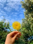 flower, 민들레, 자연, 꽃, 손, 사진,이미지,일러스트,캘리그라피 - 816jee작가 크라우드픽 - 저작권 걱정 없는 상업용 이미지