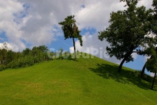 푸른언덕, 언덕, 나무, 나무한그루, 파란하늘, 사진,이미지,일러스트,캘리그라피 - kexiar작가 크라우드픽 - 저작권 걱정 없는 상업용 이미지